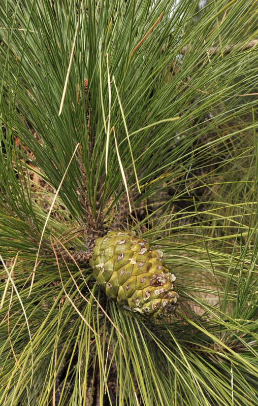 Pinus canariensis. Cone.