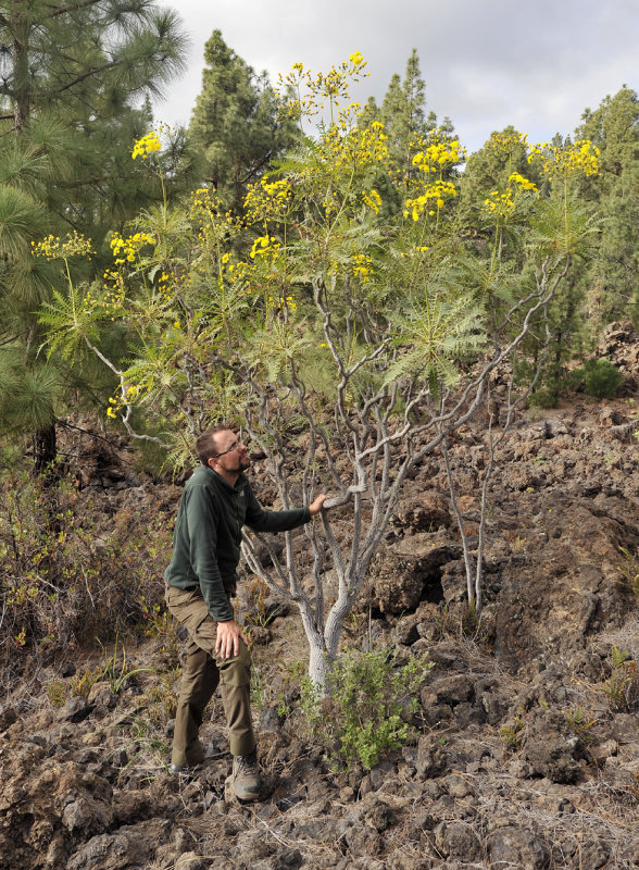 Sonchus canariensis. With myself
