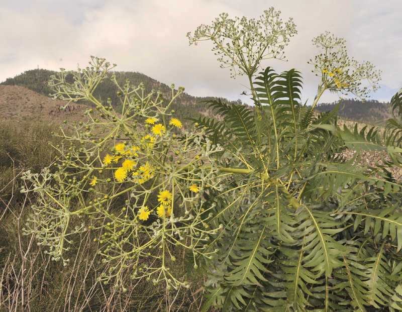 Sonchus canariensis. Closer.