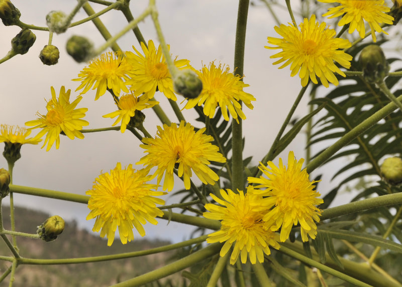 Sonchus canariensis. Close-up.