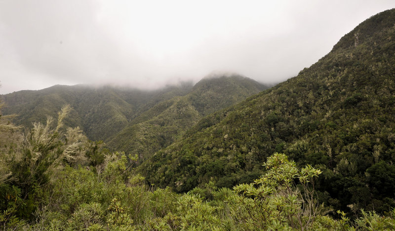 Laurel forest