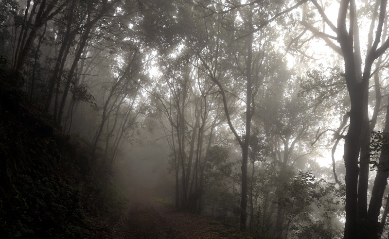 Laurel forest.