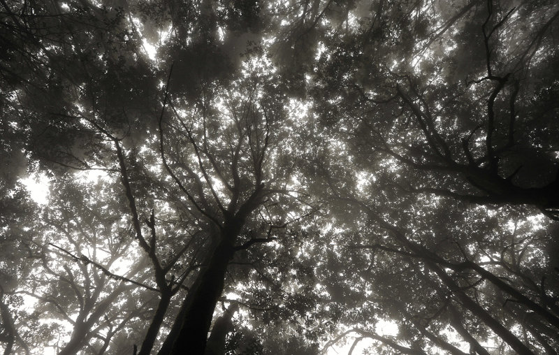 Laurel forest.