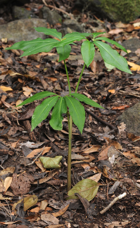 Dracunculus canariensis.