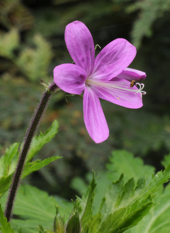 Geranium reuteri. Close-up.