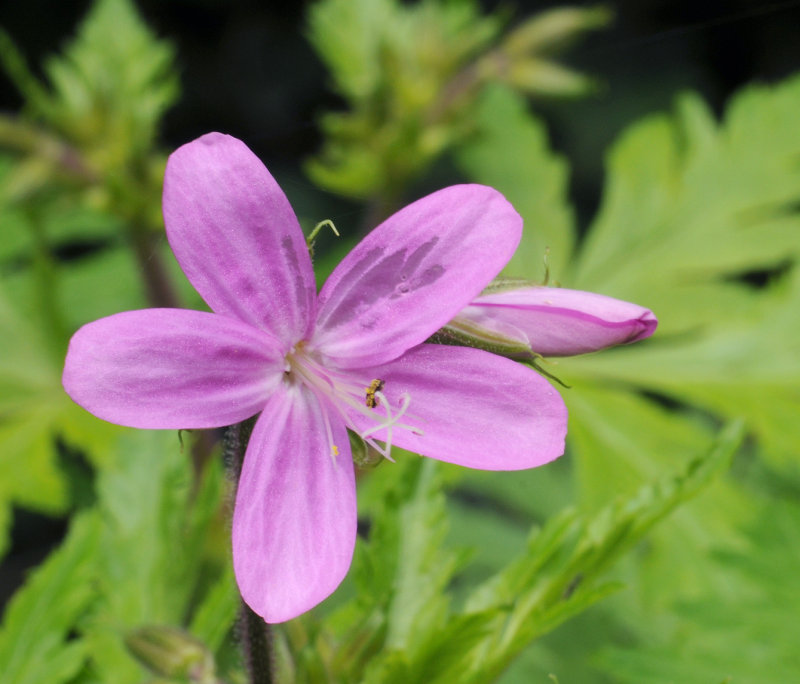 Geranium reuteri. Close-up.