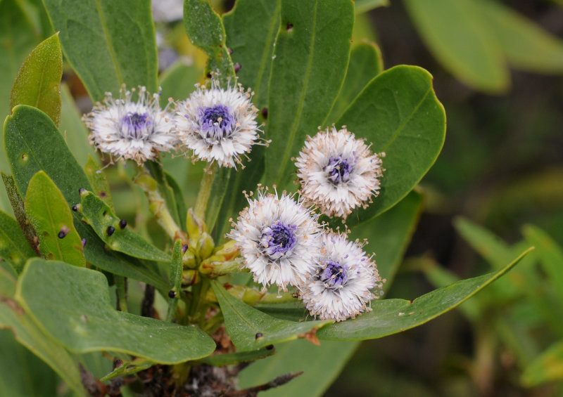 Globularia salicina. Closer.