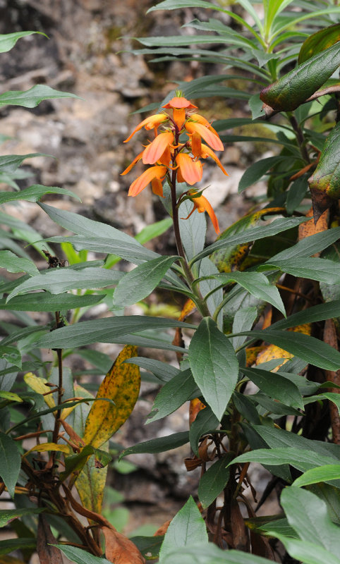 Isoplexix canariensis