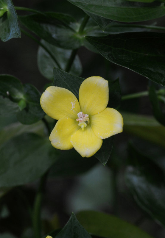 Ixanthus viscosus. Close-up.