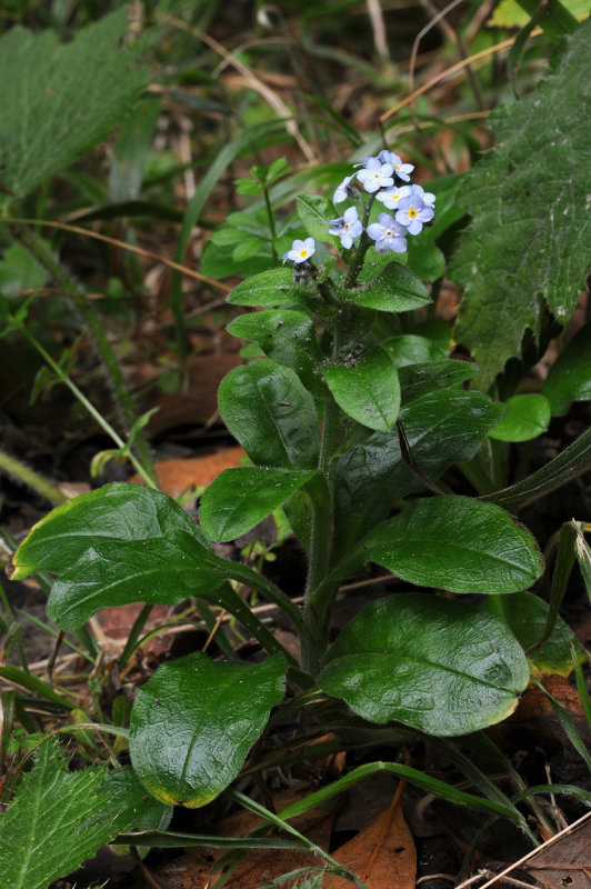 Myosotis latifolia