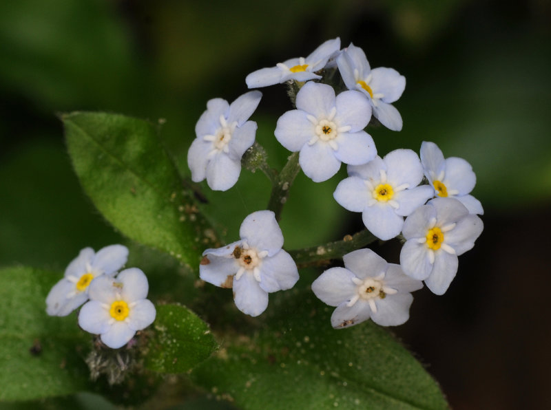 Myosotis latifolia. Close-up.
