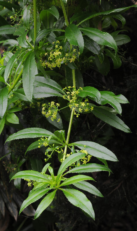 Rubia peregrina.jpg