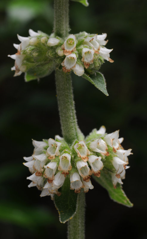 Sideritis macrostachys. Close-up.jpg