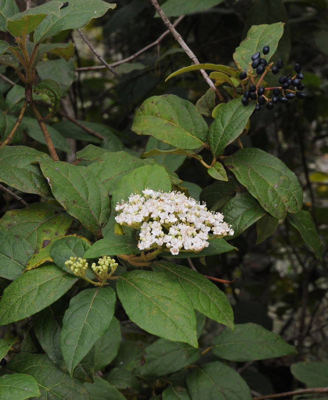 Viburnum rigidum