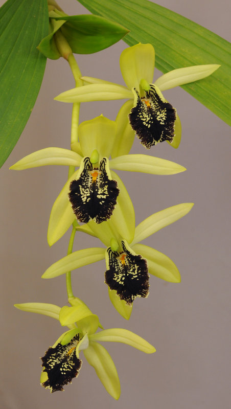 Coelogyne fonstenebrarum. Closer.