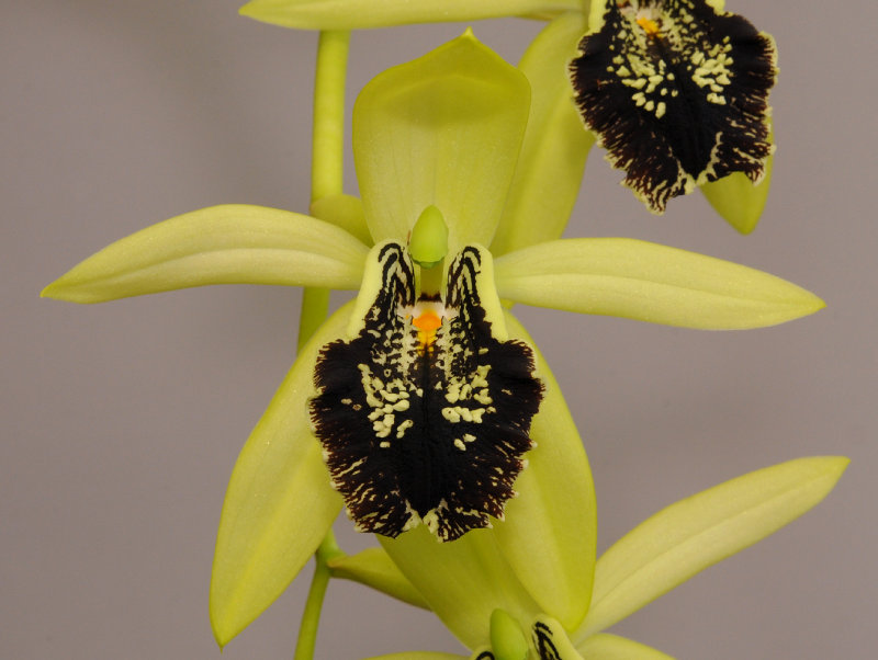 Coelogyne fonstenebrarum. Close-up. 