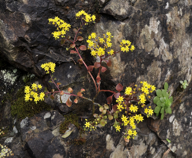 Aichryson divaricatum.2.jpg