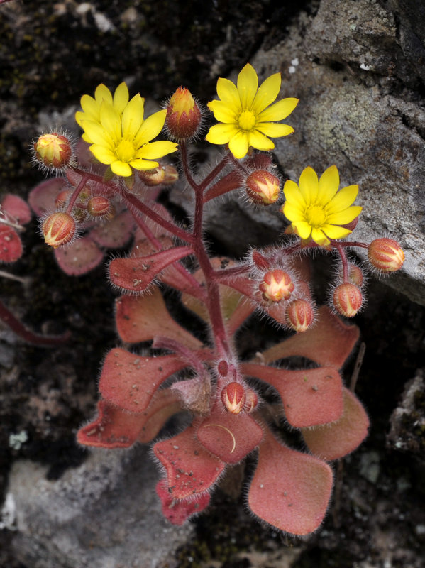 Aichryson villosum.2.jpg