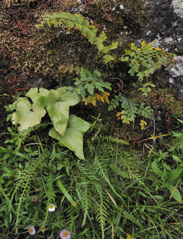 ferns.jpg