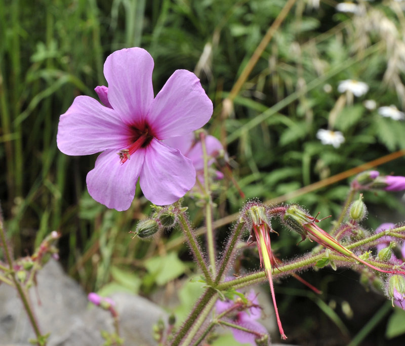 Geranium palmatum. Close-up.jpg