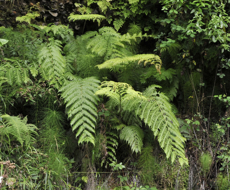 Woodwardia radicans and Equisetum telmateia.jpg