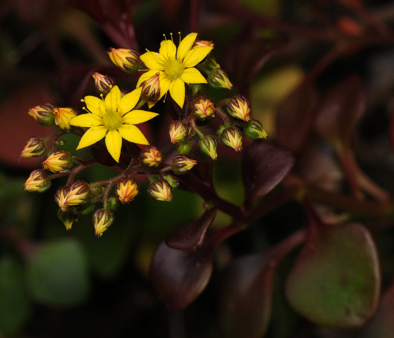 Aichryson divaricatum. Closer.2.jpg
