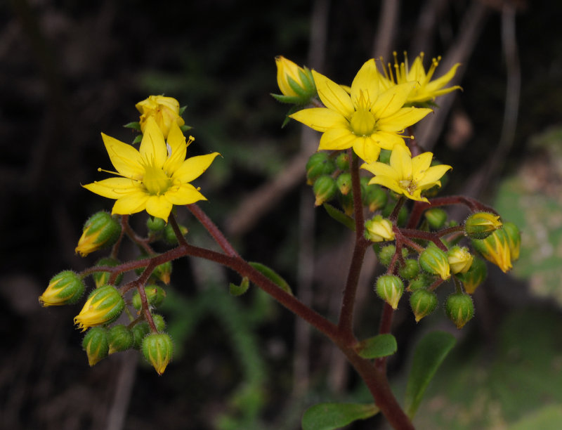 Aichryson divaricatum.jpg