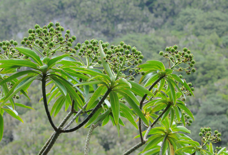 Euphorbia mellifera.jpg
