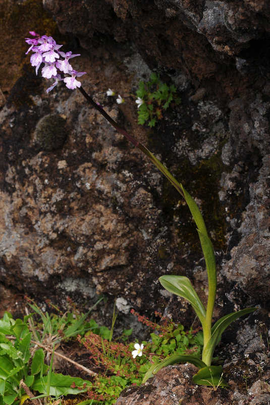 Orchis mascula ssp. scopulorum.1.jpg