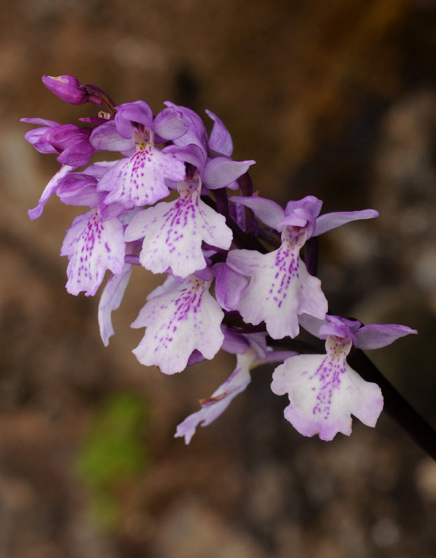 Orchis mascula ssp. scopulorum. Closer.2.jpg