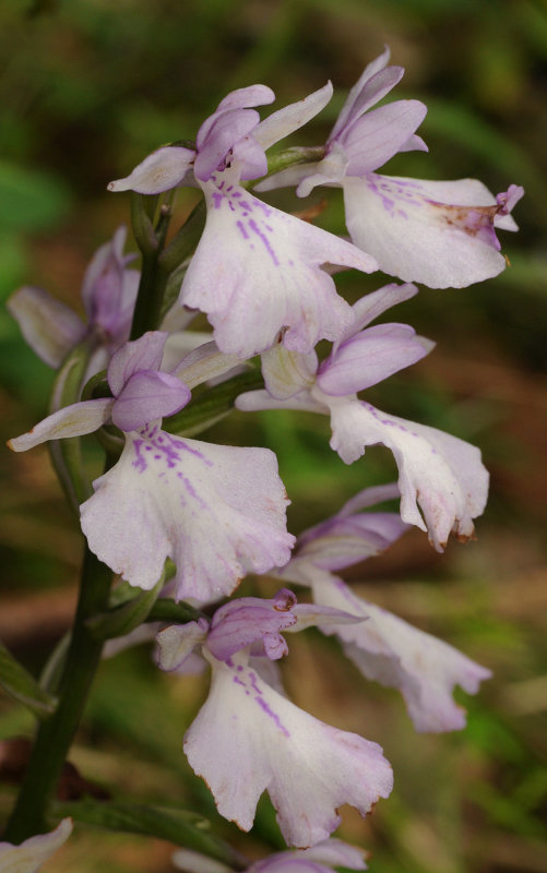 Orchis mascula ssp. scopulorum. Forest form. Close-up.jpg