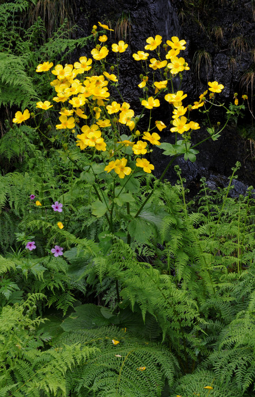 Ranunculus cortusifolius.jpg