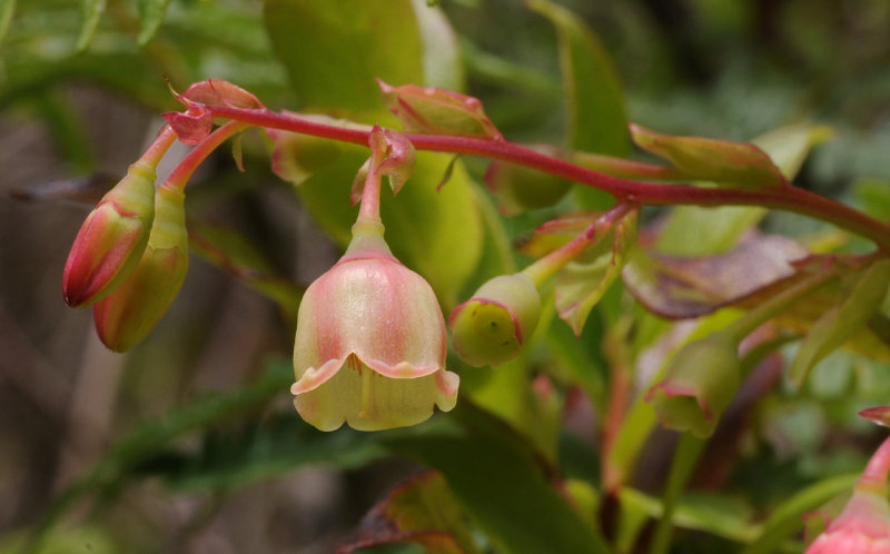 Vaccinium padifolium. Close-up.2.jpg