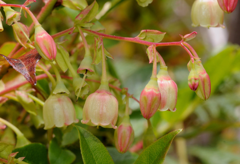 Vaccinium padifolium. Close-up.3.jpg