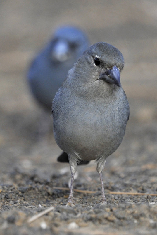 Fringilla teydea. Female.