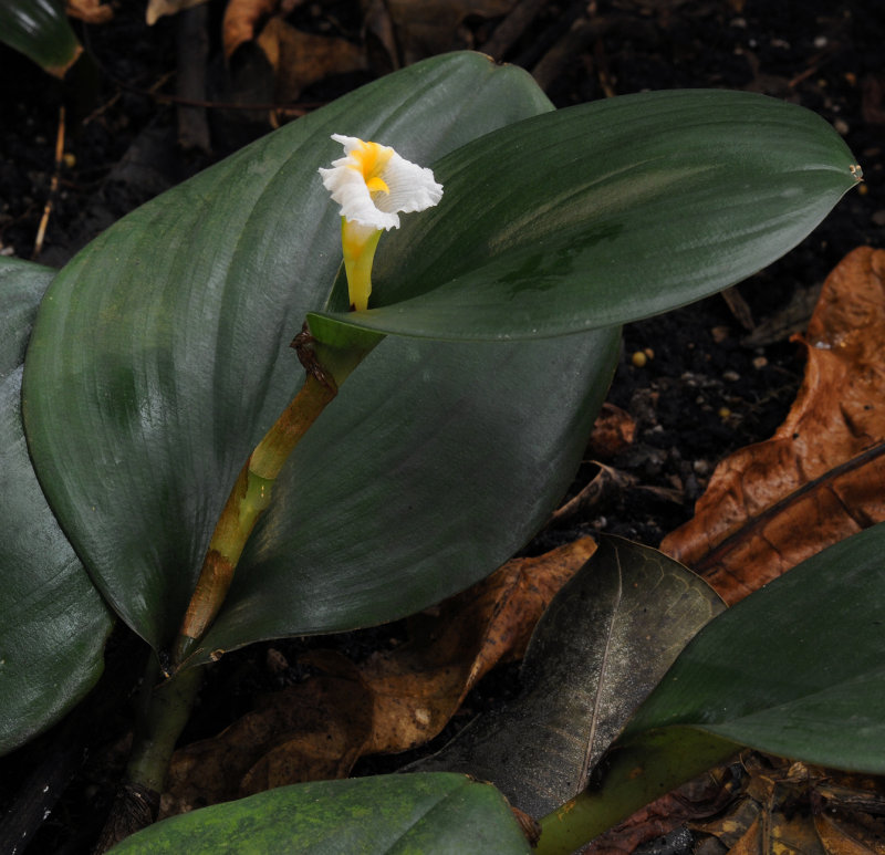 Paracostus englerianus