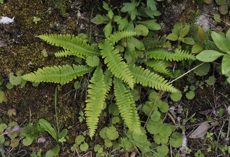 Blechnum spicant.jpg
