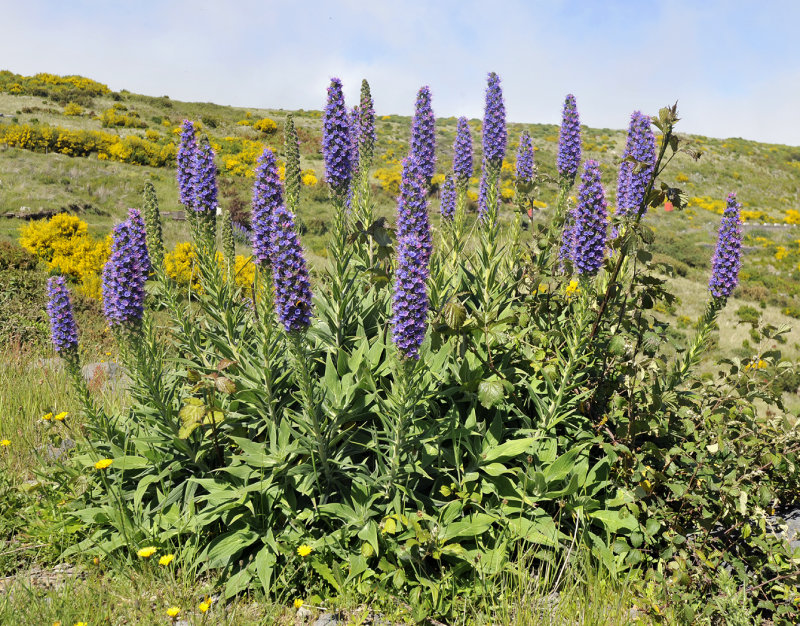 Echium candicans.jpg