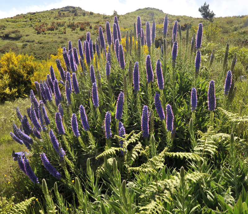 Echium candicans.3.jpg