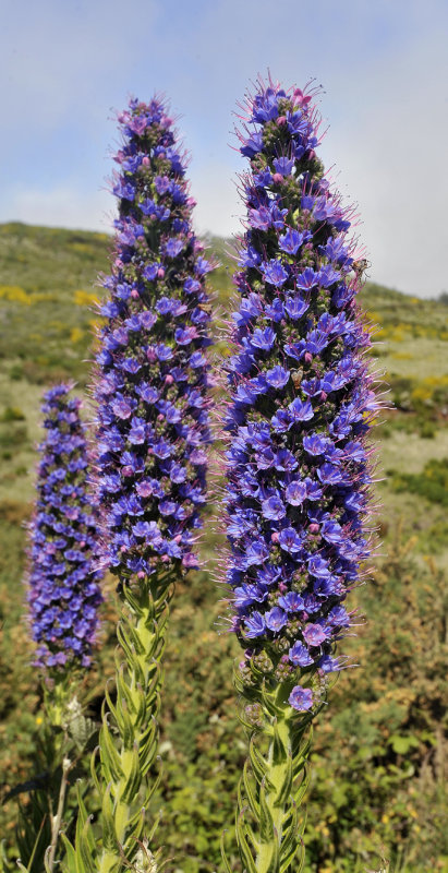 Echium candicans. Closer.jpg