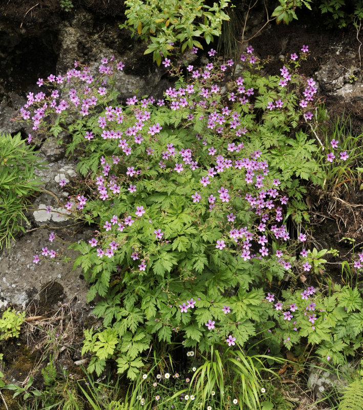Geranium palmatum.2.jpg