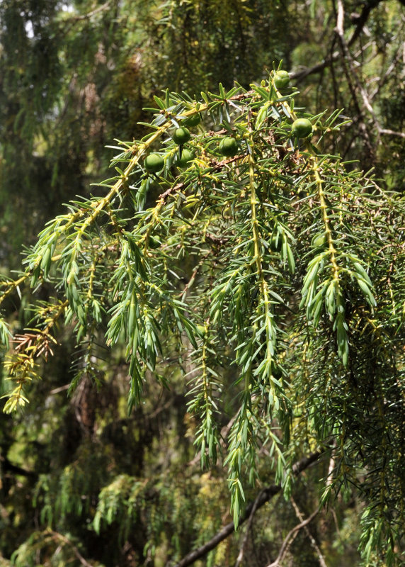 Juniperus phoenicea.jpg