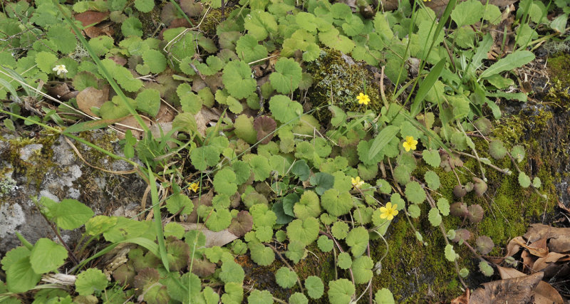 Sibthorpia peregrina.jpg