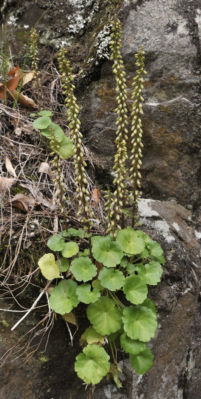 Umbilicus rupestris.2.jpg