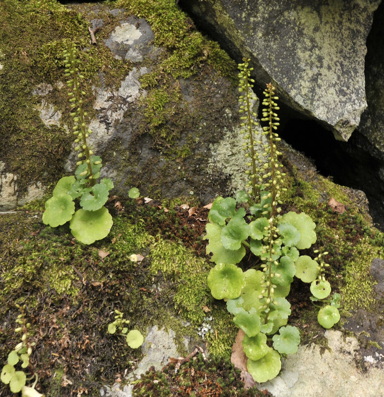 Umbilicus rupestris.3.jpg