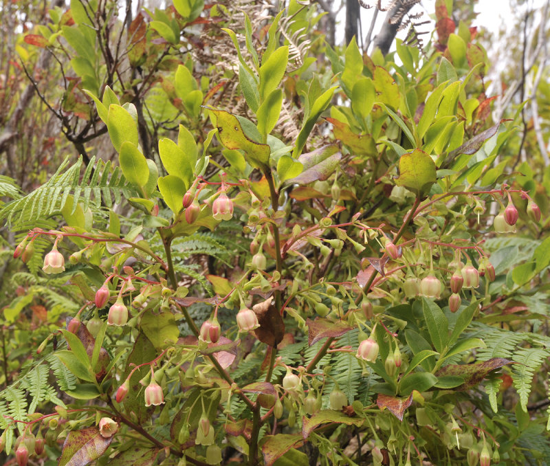 Vaccinium padifolium. Closer.2.jpg