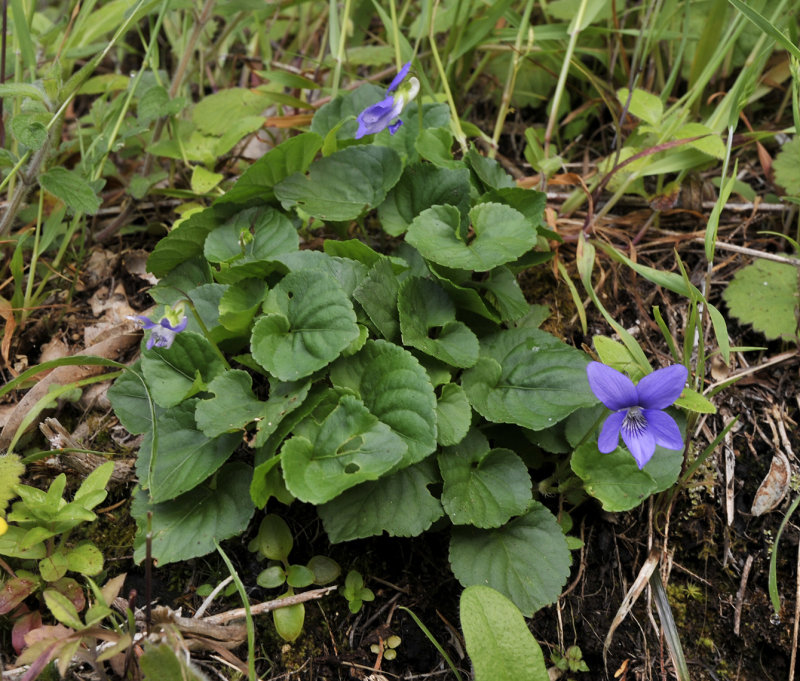 Viola riviniana.jpg