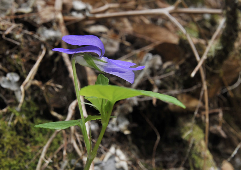 Viola riviniana. Closer side.jpg