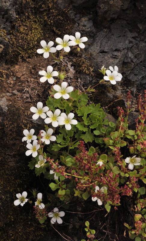 Saxifraga maderensis var. pickeringii.2.jpg