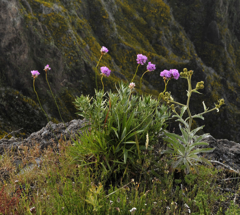 Armeria maderensis.jpg